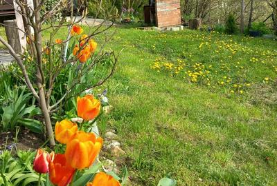 Casă cu 1 camere în Viișoara - 3