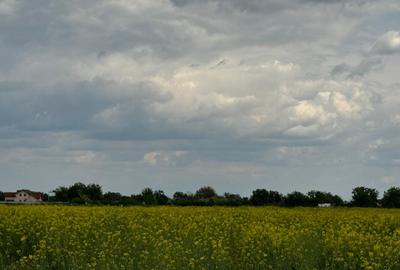 Teren intravilan de 8000 mp, în Adunații-Copăceni - 11