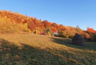 Teren de 13046 mp, în Muntele Rece - 3