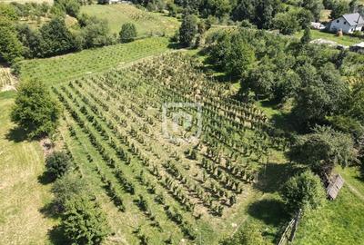 Ferma agricola, plantatii de mure, trandafiri, vita-de-vie - 1