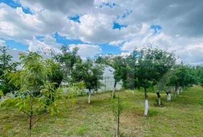 Casa pe parter, 2.753 mp teren, Marotinu de Sus - 17