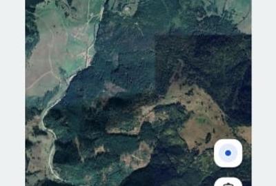 Padure virgină, de vanzare - 1