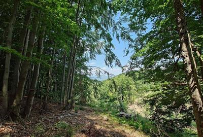 Teren montan cu priveliste si izvor - 5727mp in Buces, langa padure Teren montan cu priveliste si izvor - 5727mp in Buces, langa padure - 3