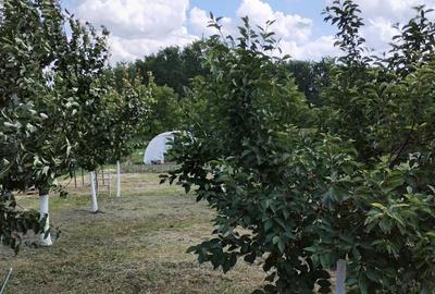 Casă cu 4 camere cu Teren 1500 Mp în Vinga - 4