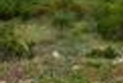 Spațiu comercial, în Paleu