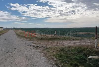 Ferma Agricola 1.350 Hectare Grad de Comasare 9697%, Chi?ineu Cri?, Jude?ul Arad - 11