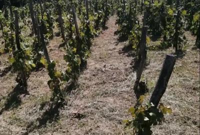 Casă cu 3 camere cu Teren 10000 Mp în Lumnic - 3