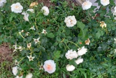 Casă cu 2 camere cu Teren 1939 Mp în Ghioroc - 10