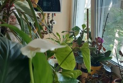 Apartament 4 camere Etaj 1 Central-Favorit - 12