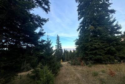 Vanzare 5,3 ha pasune deasupra Voronetului Suceava - Proiect Turistic - 14