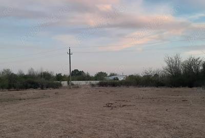 Teren intravilan de inchiriat comuna 1 Decembrie, jud Ilfov - 3