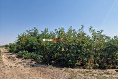 Teren de 1773 mp, în Toboliu - 1