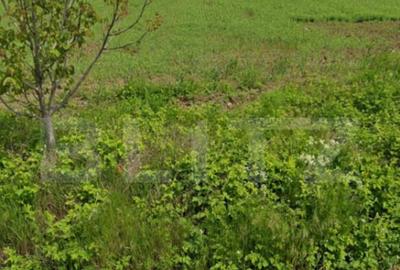 Teren 7500 mp intravilan, industrial/comercial, stradal in C - 1