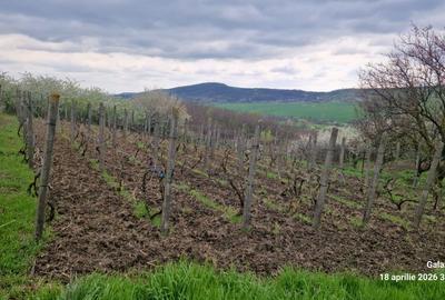 Spațiu comercial, în Bohotin - 5