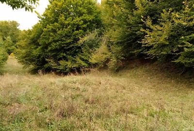 Teren agricol extravilan de 15355 mp, în Est - 2