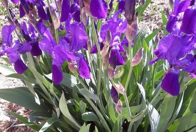 Pitaru, Dambovita - 14