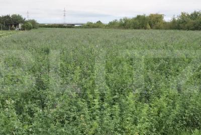 Teren de 10700 mp, în Nord - 1