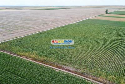 Teren agricol extravilan 2.6 ha - 26.000 mp - Valcelele, Buzau - 14