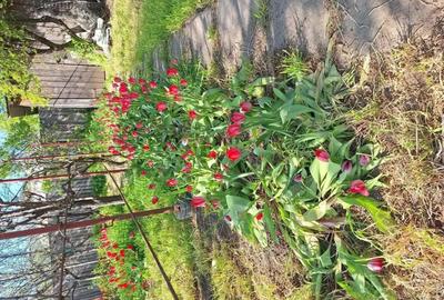 Casă cu 6 camere cu Teren 1668 Mp în Stăncuța - 2