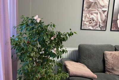 Apartament cu 3 camere în Calea Aradului - 3