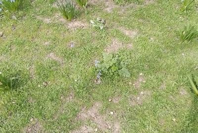 Teren de 3700 mp, în Afumați