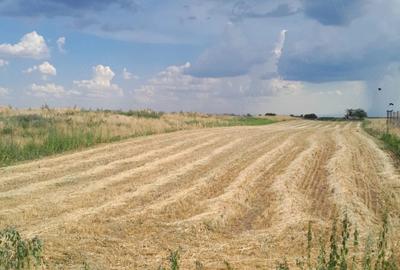 Teren de 3690 mp, în Poiana Mare