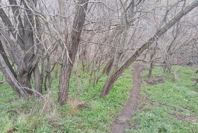 Teren de 2160 mp, în Vârlezi - 7