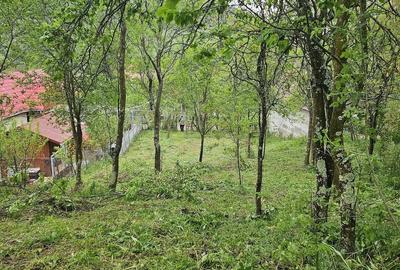 Teren de 800 mp, în Borzești - 4