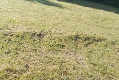 Teren de 10000 mp, în Avram Iancu - 1