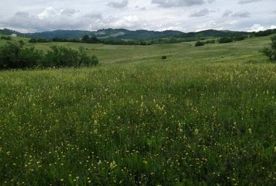 Teren de 4777 mp, în Posești - 3