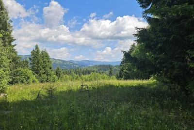 Teren de 3436 mp, în Ceahlău - 2