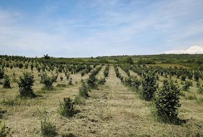 Teren de 29000 mp, în Cozla - 1