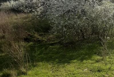 Teren de 9979 mp, în Rediu (Răuseni) - 4