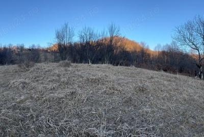Teren de 4000 mp, în Gurguiata - 3