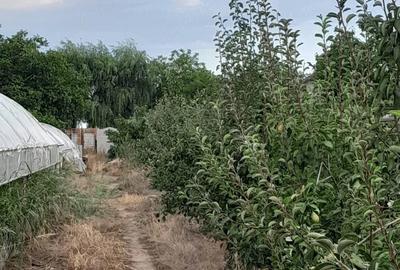Teren de 5000 mp, în Coteana