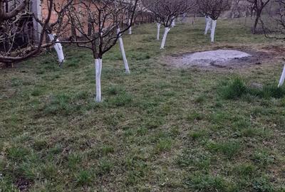 Spațiu comercial, în Orlat - 8