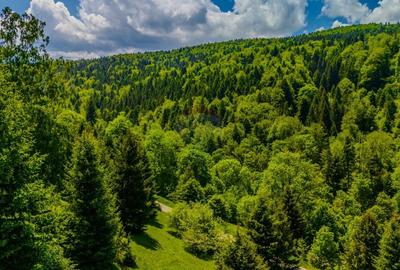 Teren extravilan de 14400 mp, în Cheile Râșnoavei - 11