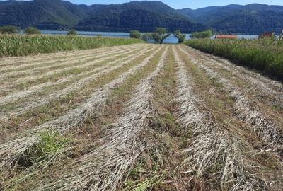 Teren de 2500 mp, în Berzasca