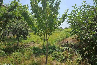 Teren de 561.09 mp, în Singureni - 4