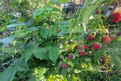 Casa 70 mp, 3 camere , bucatarie,  baie , teren 1270 mp, Prejmer - 9