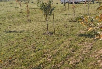 Teren agricol extravilan de 1000 mp, în Florești - 2