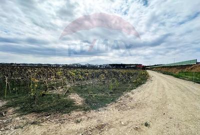 Teren Construcții intravilan de 14863 mp, în Ciorogârla - 9