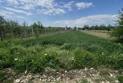 Teren de 1600 mp, în Dragomirești - 3