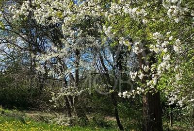 Casă individuală cu 9 camere cu Piscina în Sub Arini - 60