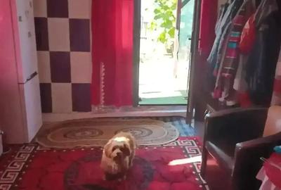 Vand casu?a urgent citi?i bine anuntul - 6