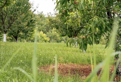 Teren agricol intravilan de 7603 mp, în Delenii - 12