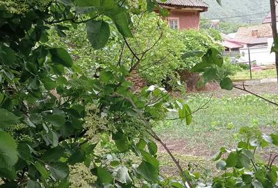 Casa la tara pe Valea Oltului - 1