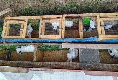 Teren +casa de vacanta Teren +casa de vacanta - 3