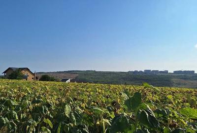 Spațiu comercial, în Valea Lupului - 11