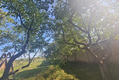 Casă individuală cu 4 camere cu Canalizare în Bod - 19